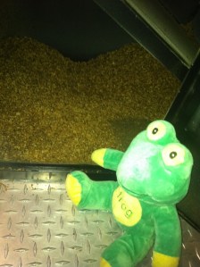 9Feb4FrogQWithChaffFromDay Frog Q with chaff from day