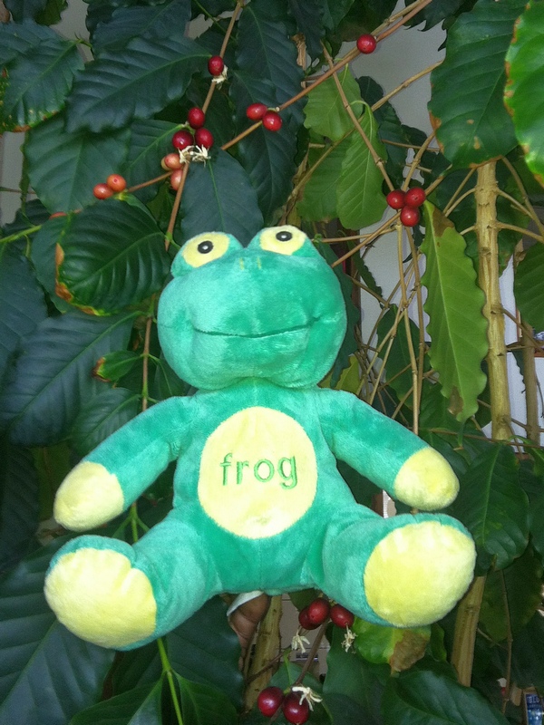 FrogQatVisionsEspressoInTheirCoffeeTree